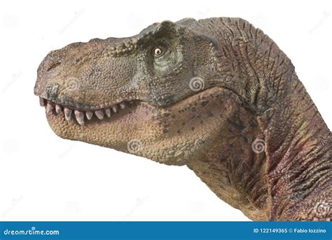 Portrait Of A Tyrannosaurus Rex Isolated On White Background Stock