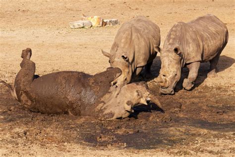 60 Rhino Mud Bath Stock Photos Pictures And Royalty Free Images Istock
