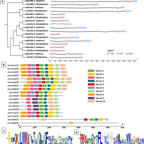 Gene Structure And Conserved Motifs Diagram Of Elovl Genes A Gene