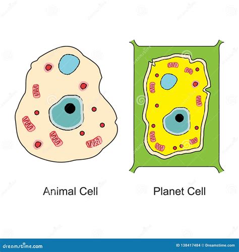 Animal Cell Royalty Free Illustration 31606218