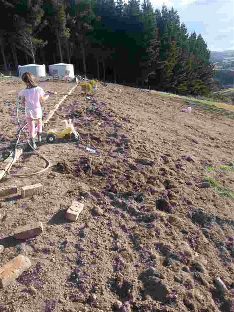 Splitting And Dividing Flax And Grasses How To Get Free Plants