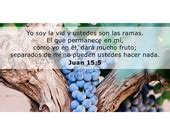 TOMi Digital JUAN 15 BIBLIA