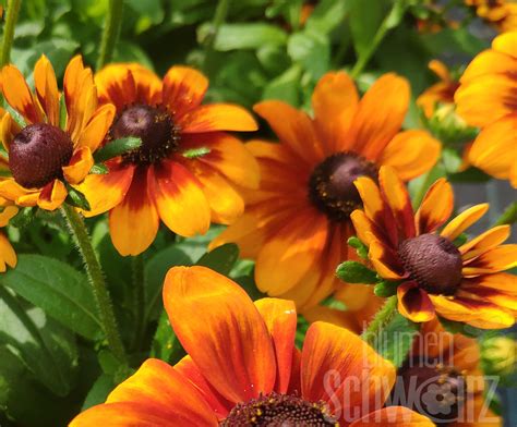 Rudbeckia Sunbeckia Mia Sonnenhut Blumen Schwarz