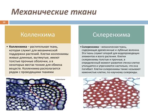 Высшие растения - презентация онлайн