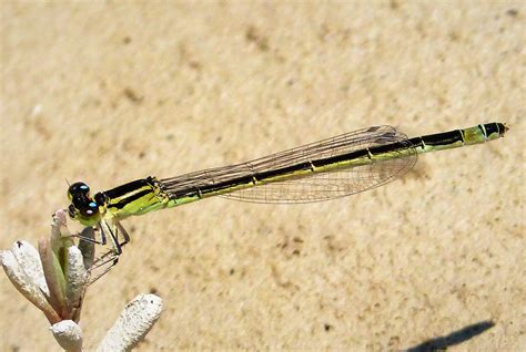 Damselflies British Dragonfly Society