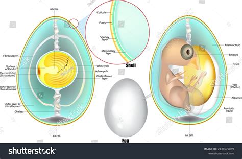 46 Germinal disc Images, Stock Photos & Vectors | Shutterstock