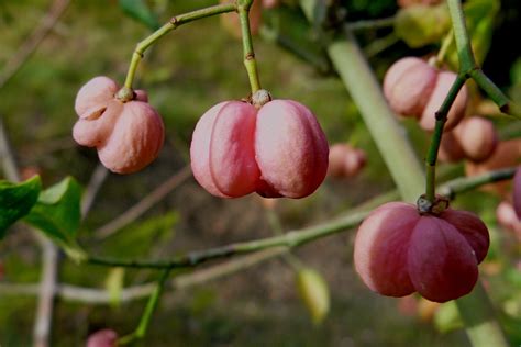 Free Images Nature Branch Blossom Fruit Flower Food Produce