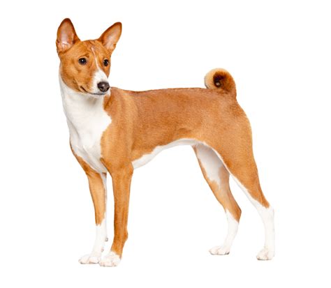 Der Basenji im Rasseportrait | HUNTER Magazin
