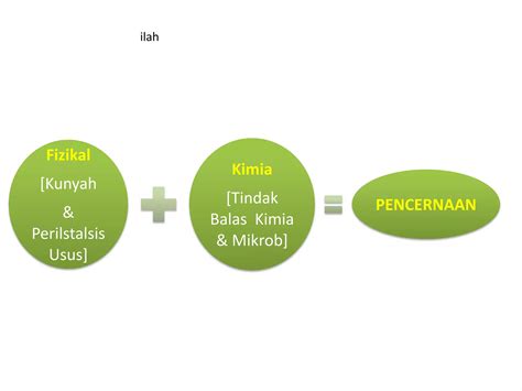 Sistem Pencernaan Haiwan Ruminan Dan Rodensia PPT