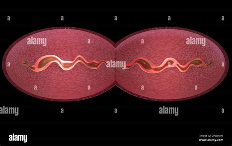 Cell dividing . Mitochondria splitting, DNA replication. Stages of ...