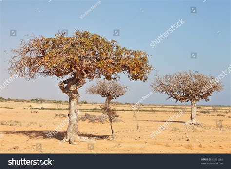 Myrrh Tree Commiphora Myrrha Tree Burseraceae Stock Photo 50234665 | Shutterstock