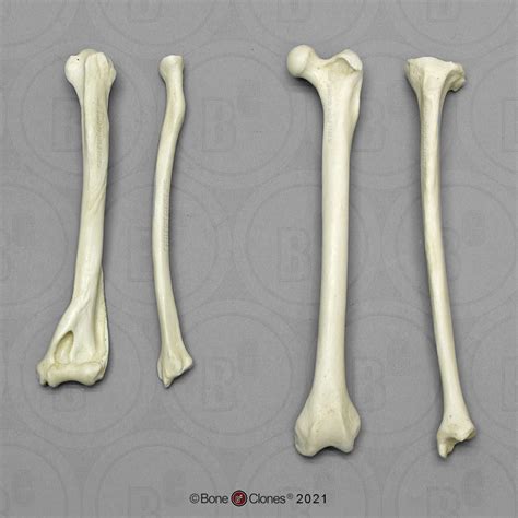 Capuchin Intermembral Set - Humerus, Radius, Femur, and Tibia - Bone ...