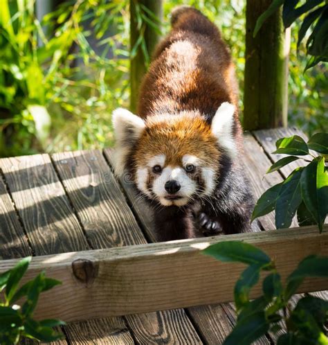 Red Panda or Lesser Panda Playing. Stock Image - Image of camera ...