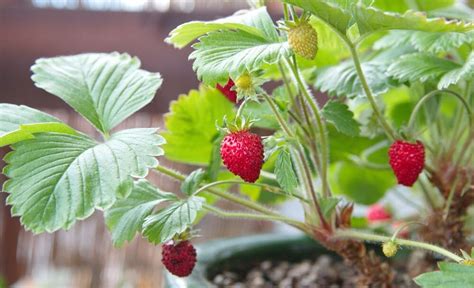 jahodnik obecny je nenarocna trvalka kterou lze pestovat   nadobach