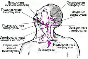 Лимфоузлы – расположение, схема
