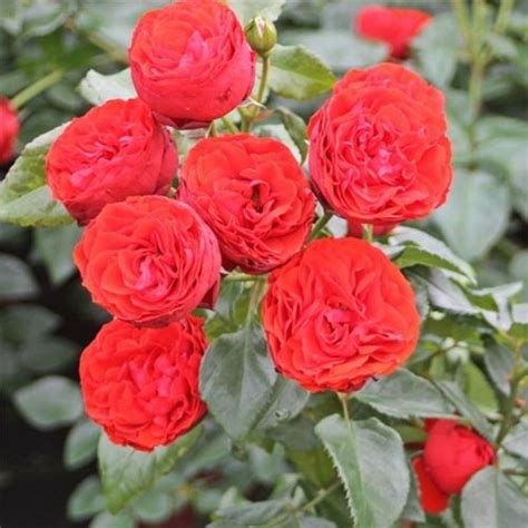 Роза Hot Rokoko саженец купить в Киеве Украине недорого Florium ua
