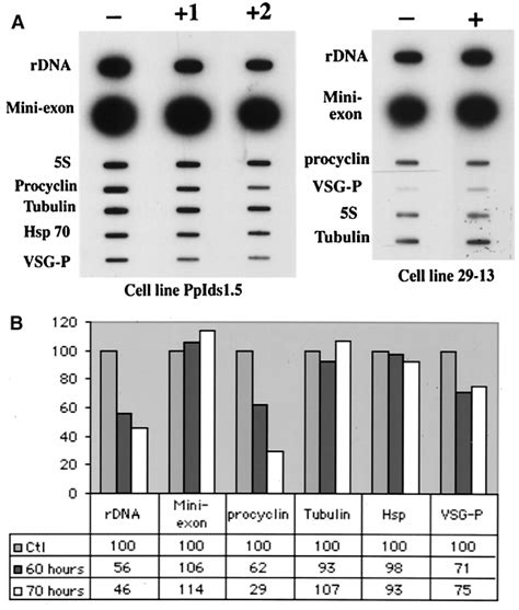 Effect Of The TbRPA1 RNAi On Nascent RNA Synthesis In Procyclic Form