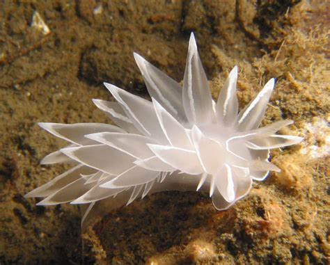 The Most Vivid Colors of the Sea: Sea Slugs