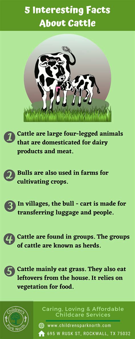 Interesting Facts About Cattle Fun Facts Facts