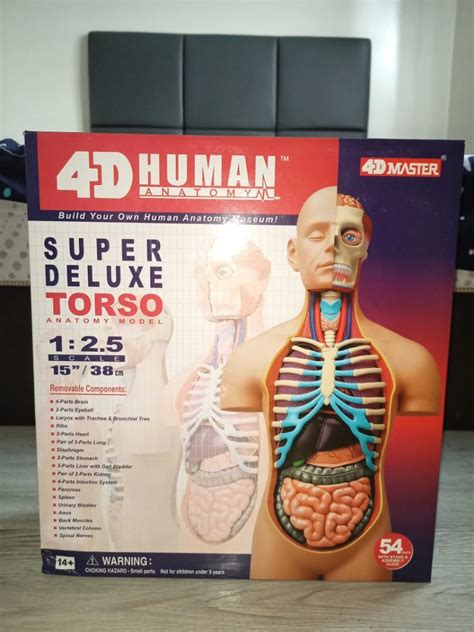 Super Deluxe Human Torso Human Anatomy Model Hobbies Toys Toys