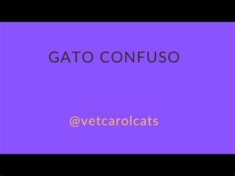 Gato Confuso YouTube