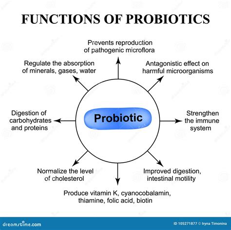 Functions Of Probiotics Infographics Stock Vector Illustration Of