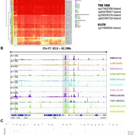 Dna Methylation Analysis Of Fasn Promoter A Distribution Of Dna