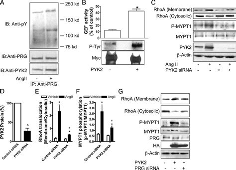 Pyk Pdz Rhogef Links Ca Signaling To Rhoa Arteriosclerosis