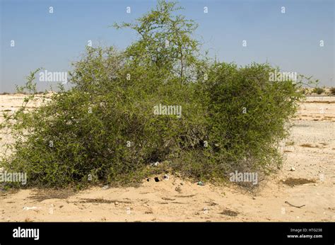 Desert landscape with desert shrubs and small desert plants Stock Photo ...