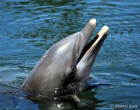 Bottlenose Dolphin Noni Cay Photography