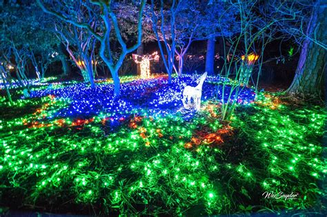 Elizabethan Gardens Nc Winter Lights – Beautiful Flower Arrangements and Flower Gardens