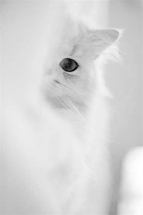 Pin By Felini On Cat Photography White Aesthetic White Cats Shades