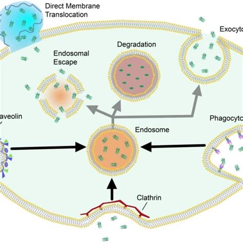 Schematic Representation Of Selected Intracellular Trafficking Download Scientific Diagram