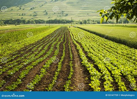 Organic Vegetables Plantation Field Stock Image - Image of green ...