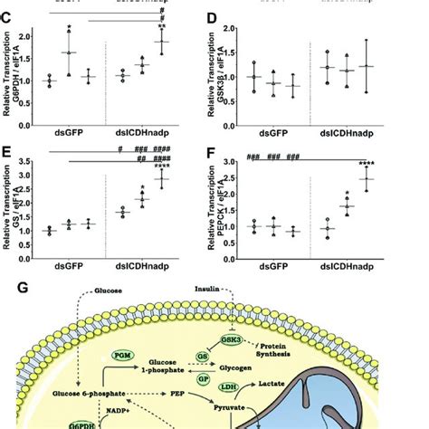 Metabolic Remodeling Involves Simultaneous Gluconeogenesis And