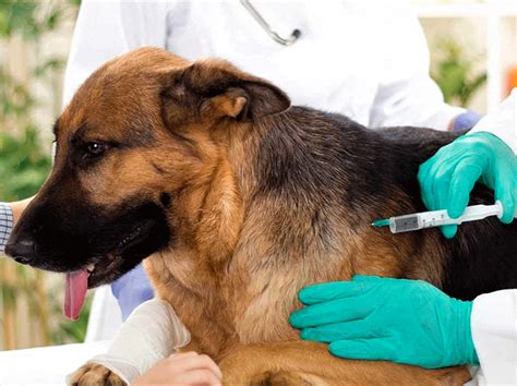 Qu Hago Si Mi Perro Tiene Rabia Vacunas Y Precauciones