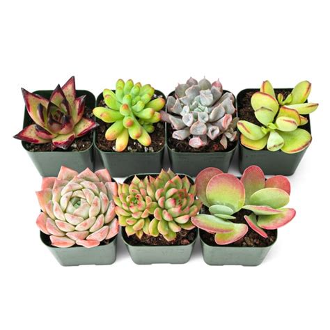 Mini Succulents Etsy