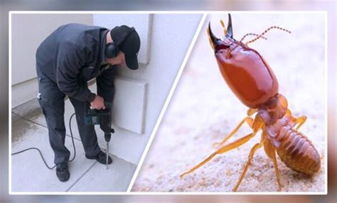 Know The Basics About Termite Control Services In Jaipur