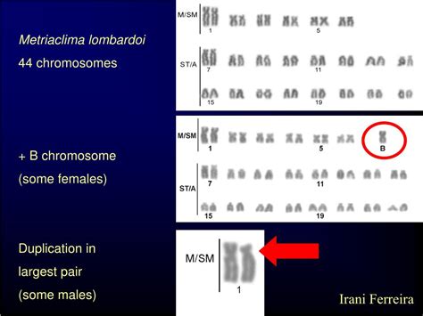 Ppt Bsci K Lecture Developmental Genetics Of Sex Determination