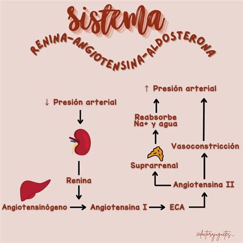 Sistema Renina Angiotensina Aldosterona Dayanne Mariariel G Mez