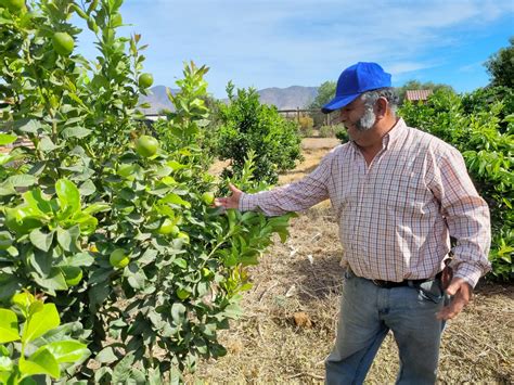 Regi N De Coquimbo Usuario De Indap Opt Por Diversificar Sus