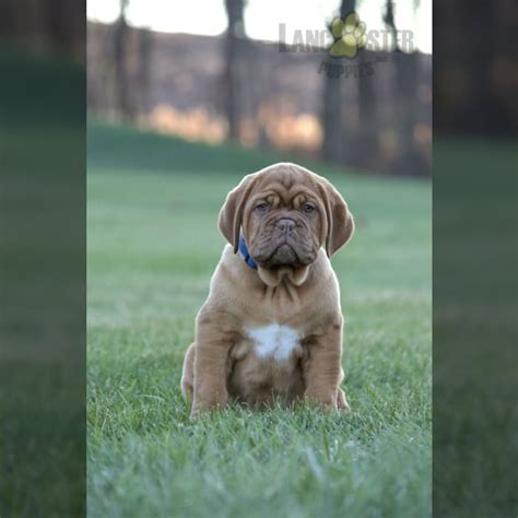 Dogue De Bordeaux Puppies for Sale | Lancaster Puppies