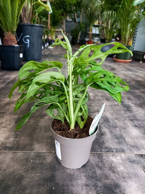 Monstera Monkey Mask Monstera Adansonii Wysoko Cm E Palmy Pl