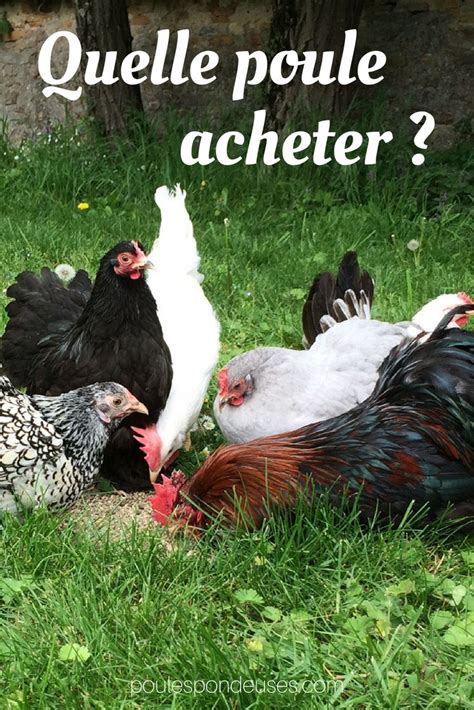 Guide De L Levage De Poules Pondeuses Choisir Les Bonnes Races De