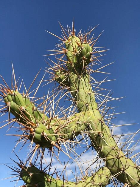 Premium Photo Clear Blue Sky And Spiky Cactus