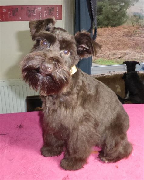 Waiting List For Liver Miniature Schnauzers