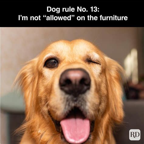 40 Funniest Smiling Dog Memes To Boost Your Mood