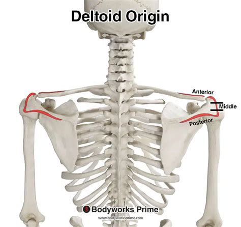 Deltoid Muscle: Origin, Insertion, Innervation, Function, 43% OFF