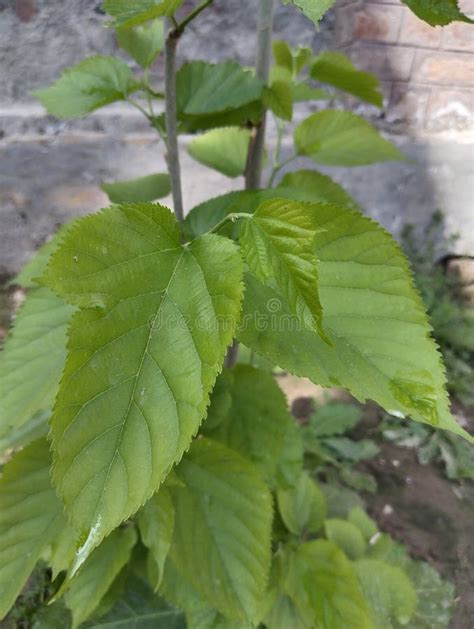 Nutritional Value Of Mulberry Leaves Stock Image Image Of Beta Latex