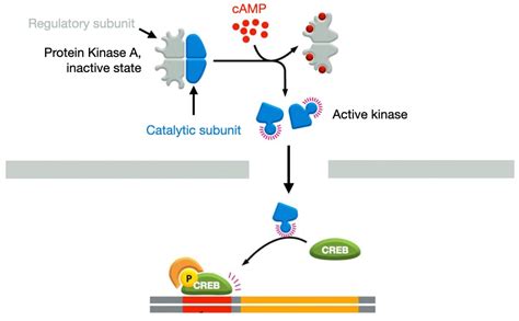Cell Communication Lab 